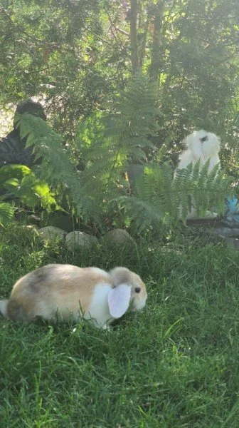 bunny
